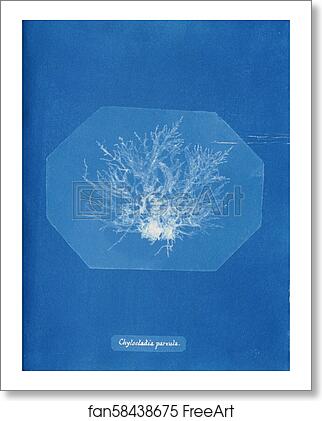 Free art print of Chylocladia parvula by Anna Atkins Free art print of Chylocladia parvula by Anna Atkins