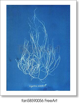 Free art print of Gigartina acicularis by Anna Atkins Free art print of Gigartina acicularis by Anna Atkins