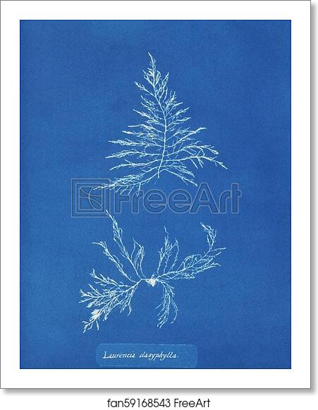 Free art print of Laurencia dasyphylla by Anna Atkins