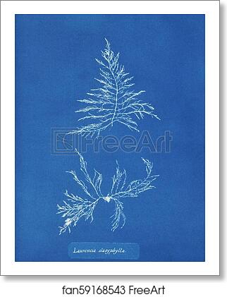Free art print of Laurencia dasyphylla by Anna Atkins Free art print of Laurencia dasyphylla by Anna Atkins