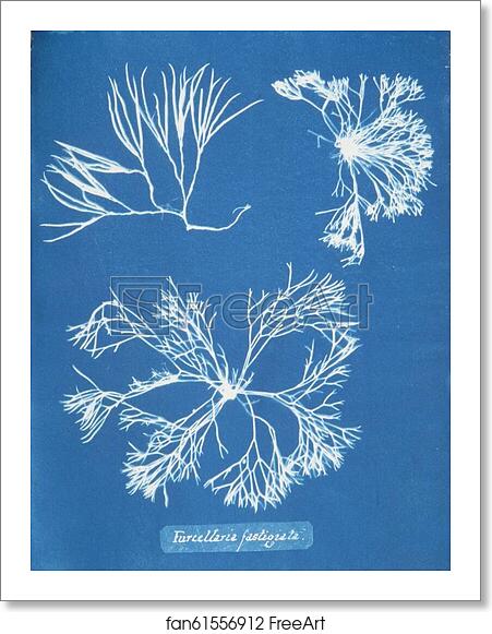 Free art print of Furcellaria fastigiata by Anna Atkins