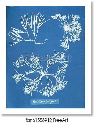 Free art print of Furcellaria fastigiata by Anna Atkins Free art print of Furcellaria fastigiata by Anna Atkins