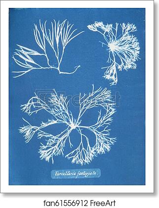 Free art print of Furcellaria fastigiata by Anna Atkins Free art print of Furcellaria fastigiata by Anna Atkins