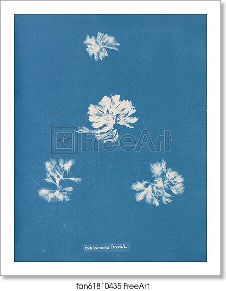 Free art print of Schizonema Grevillii by Anna Atkins