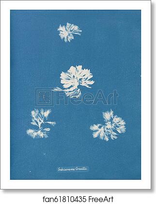 Free art print of Schizonema Grevillii by Anna Atkins Free art print of Schizonema Grevillii by Anna Atkins