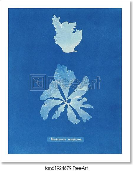 Free art print of Rhodomenia reniformis by Anna Atkins