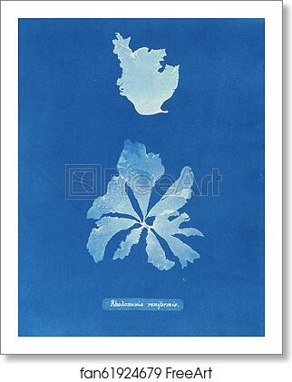 Free art print of Rhodomenia reniformis by Anna Atkins Free art print of Rhodomenia reniformis by Anna Atkins
