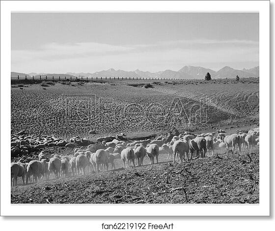 Free art print of Flock in Owens Valley, California, 1941..  Photographs of National Parks and Monuments, compiled 1941 - 1942, documenting the period ca. 1933 - 1942. by Ansel Adams (1902-1984)