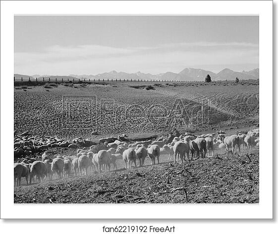 Free art print of Flock in Owens Valley, California, 1941.. Photographs of National Parks and Monuments, compiled 1941 - 1942, documenting the period ca. 1933 - 1942. by Ansel Adams (1902-1984) Free art print of Flock in Owens Valley, California, 1941.. Photographs of National Parks and Monuments, compiled 1941 - 1942, documenting the period ca. 1933 - 1942. by Ansel Adams (1902-1984)