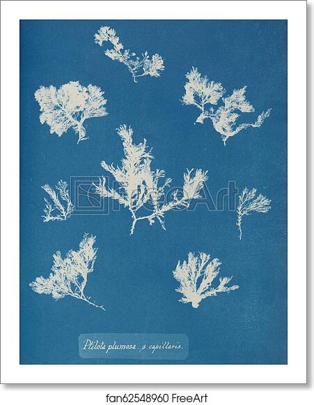 Free art print of Ptilota plumosa β capillaris by Anna Atkins Free art print of Ptilota plumosa β capillaris by Anna Atkins