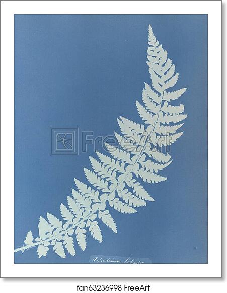 Free art print of Aspidium lobatum, British by Anna Atkins Free art print of Aspidium lobatum, British by Anna Atkins