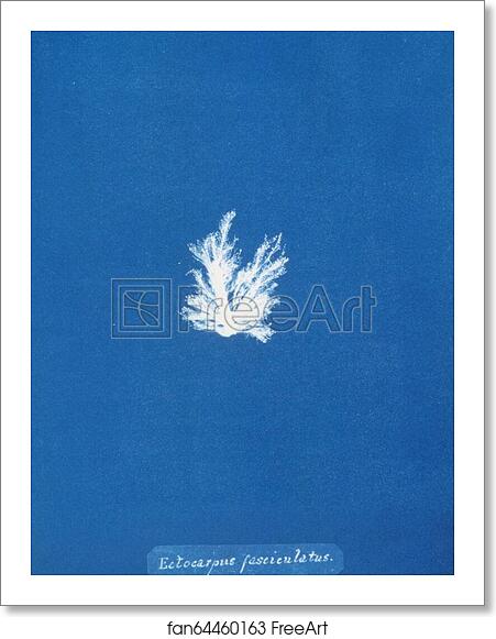 Free art print of Ectocarpus fasciculatus by Anna Atkins Free art print of Ectocarpus fasciculatus by Anna Atkins