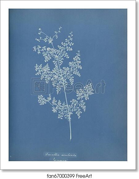 Free art print of Davallia aeuleata, Jamaica by Anna Atkins
