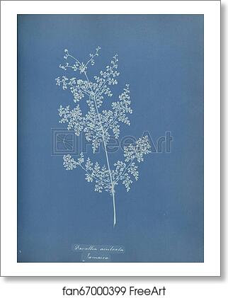 Free art print of Davallia aeuleata, Jamaica by Anna Atkins Free art print of Davallia aeuleata, Jamaica by Anna Atkins