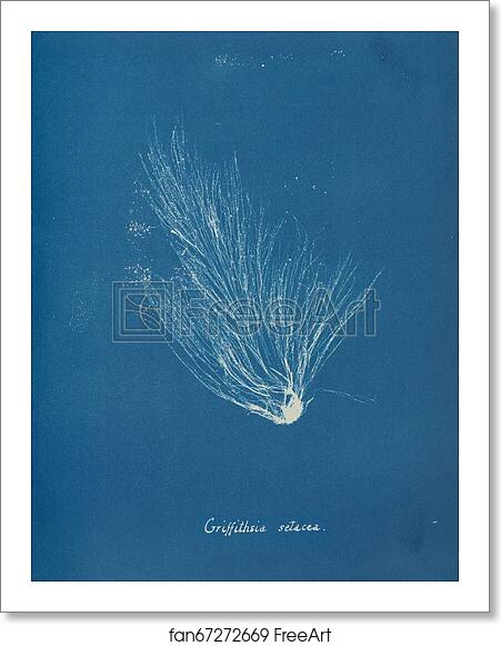 Free art print of Griffithsia setacea by Anna Atkins Free art print of Griffithsia setacea by Anna Atkins