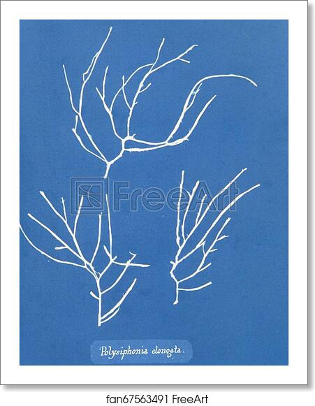 Free art print of Polysiphonia elongata by Anna Atkins Free art print of Polysiphonia elongata by Anna Atkins