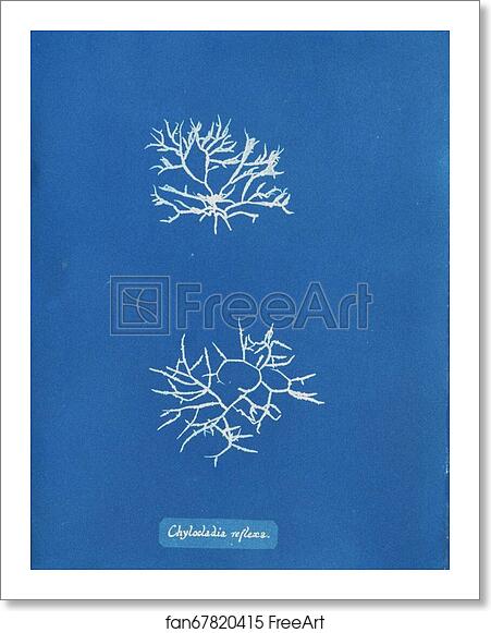Free art print of Chylocladia reflexa by Anna Atkins Free art print of Chylocladia reflexa by Anna Atkins