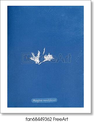 Free art print of Mesogloia moniliformis by Anna Atkins Free art print of Mesogloia moniliformis by Anna Atkins