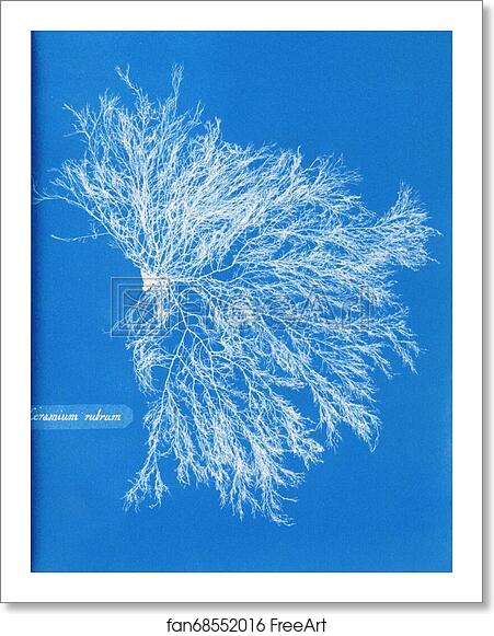 Free art print of Ceramium rubrum by Anna Atkins Free art print of Ceramium rubrum by Anna Atkins