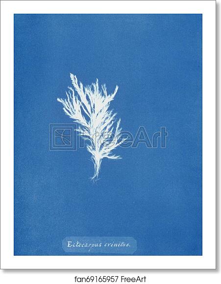 Free art print of Ectocarpus crinitus by Anna Atkins