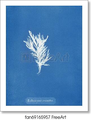 Free art print of Ectocarpus crinitus by Anna Atkins Free art print of Ectocarpus crinitus by Anna Atkins