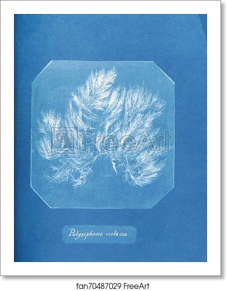 Free art print of Polysiphonia violacea by Anna Atkins Free art print of Polysiphonia violacea by Anna Atkins