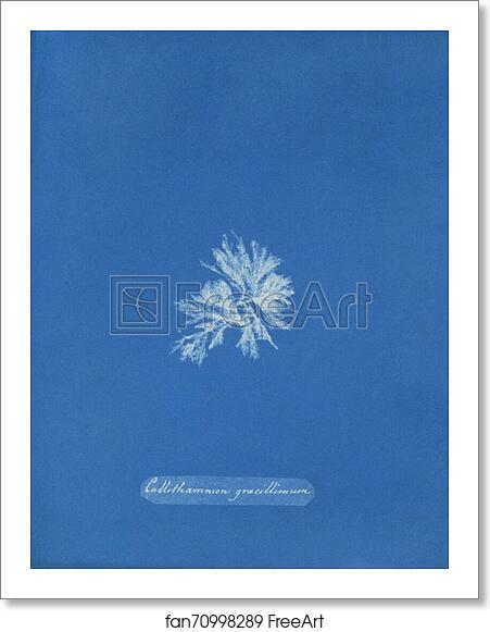 Free art print of Callithamnion gracillimum [loose plate] by Anna Atkins
