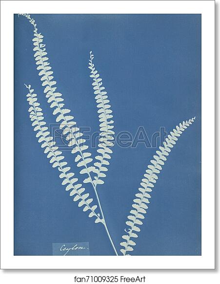 Free art print of Ceylon by Anna Atkins