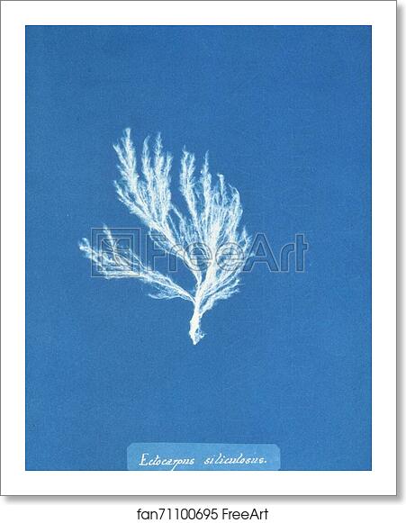 Free art print of Ectocarpus siliculosus by Anna Atkins Free art print of Ectocarpus siliculosus by Anna Atkins