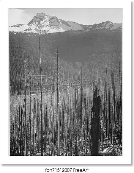 Free art print of Pine trees, snow covered mountains in background, "Burned area, Glacier National Park," Montana. (vertical orientation). Photographs of National Parks and Monuments, compiled 1941 - 1942, documenting the period ca. 1933 - 1942. by Ansel Adams (1902-1984) Free art print of Pine trees, snow covered mountains in background, "Burned area, Glacier National Park," Montana. (vertical orientation). Photographs of National Parks and Monuments, compiled 1941 - 1942, documenting the period ca. 1933 - 1942. by Ansel Adams (1902-1984)