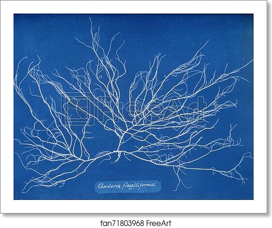 Free art print of Chordaria flagelliformis by Anna Atkins