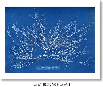 Free art print of Chordaria flagelliformis by Anna Atkins Free art print of Chordaria flagelliformis by Anna Atkins