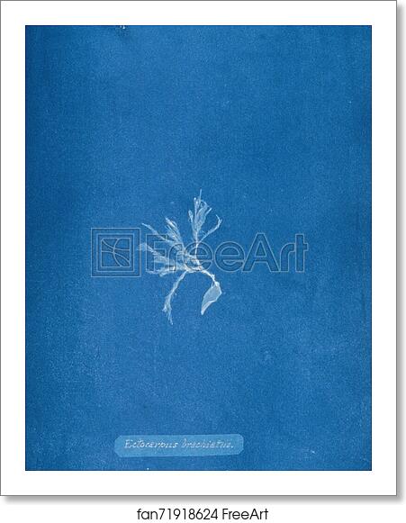 Free art print of Ectocarpus brachiatus by Anna Atkins