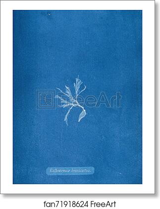 Free art print of Ectocarpus brachiatus by Anna Atkins Free art print of Ectocarpus brachiatus by Anna Atkins