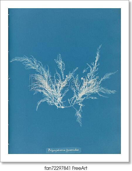 Free art print of Polysiphonia byssoides by Anna Atkins