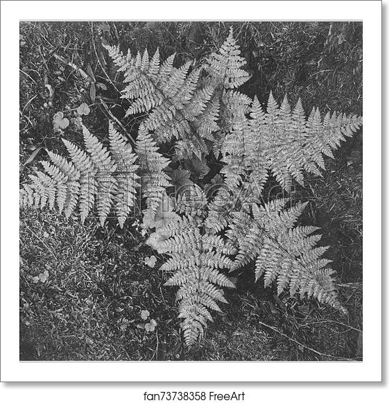 Free art print of Close-up of ferns, from directly above, "In Glacier National Park," Montana. Photographs of National Parks and Monuments, compiled 1941 - 1942, documenting the period ca. 1933 - 1942. by Ansel Adams (1902-1984) Free art print of Close-up of ferns, from directly above, "In Glacier National Park," Montana. Photographs of National Parks and Monuments, compiled 1941 - 1942, documenting the period ca. 1933 - 1942. by Ansel Adams (1902-1984)