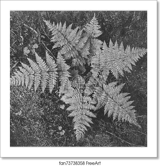 Free art print of Close-up of ferns, from directly above, "In Glacier National Park," Montana. Photographs of National Parks and Monuments, compiled 1941 - 1942, documenting the period ca. 1933 - 1942. by Ansel Adams (1902-1984) Free art print of Close-up of ferns, from directly above, "In Glacier National Park," Montana. Photographs of National Parks and Monuments, compiled 1941 - 1942, documenting the period ca. 1933 - 1942. by Ansel Adams (1902-1984)