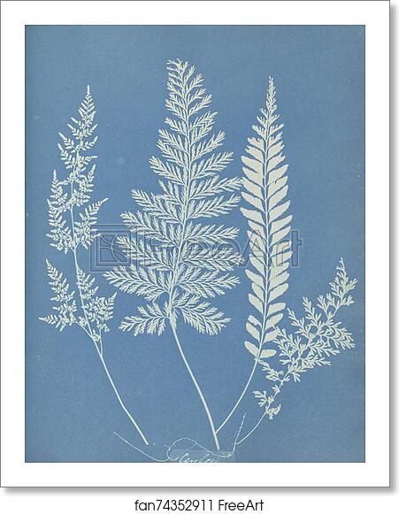 Free art print of Ceylon by Anna Atkins