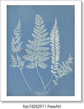 Free art print of Ceylon by Anna Atkins Free art print of Ceylon by Anna Atkins