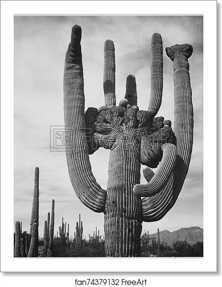 Free art print of View of cactus and surrounding area "Saguaros, Saguaro National Monument," Arizona. (Vertical Orientation). Photographs of National Parks and Monuments, compiled 1941 - 1942, documenting the period ca. 1933 - 1942. by Ansel Adams (1902-1984) Free art print of View of cactus and surrounding area "Saguaros, Saguaro National Monument," Arizona. (Vertical Orientation). Photographs of National Parks and Monuments, compiled 1941 - 1942, documenting the period ca. 1933 - 1942. by Ansel Adams (1902-1984)