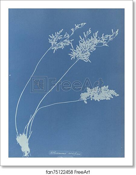 Free art print of Allosorus crispus, British by Anna Atkins