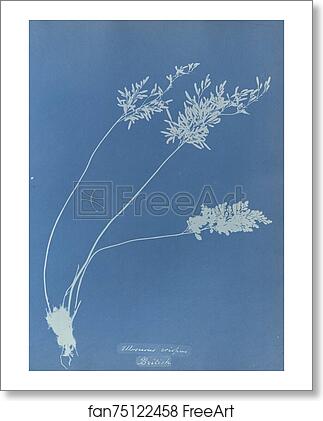 Free art print of Allosorus crispus, British by Anna Atkins Free art print of Allosorus crispus, British by Anna Atkins