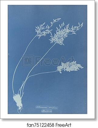 Free art print of Allosorus crispus, British by Anna Atkins Free art print of Allosorus crispus, British by Anna Atkins