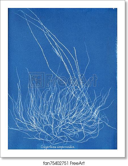 Free art print of Gigartina confervoides by Anna Atkins