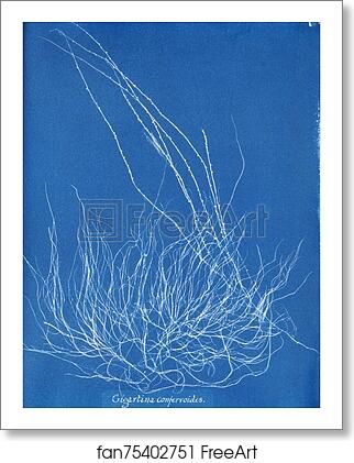 Free art print of Gigartina confervoides by Anna Atkins Free art print of Gigartina confervoides by Anna Atkins