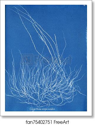 Free art print of Gigartina confervoides by Anna Atkins Free art print of Gigartina confervoides by Anna Atkins