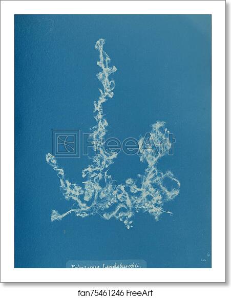 Free art print of Ectocarpus Landsburghii by Anna Atkins Free art print of Ectocarpus Landsburghii by Anna Atkins