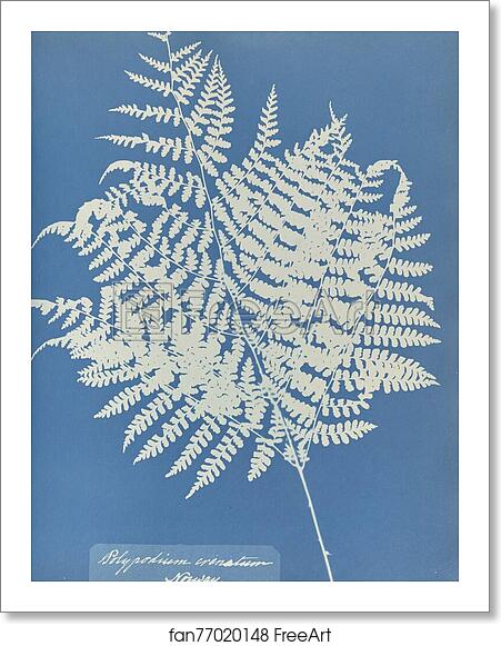 Free art print of Polypodium crenatum, Norway by Anna Atkins