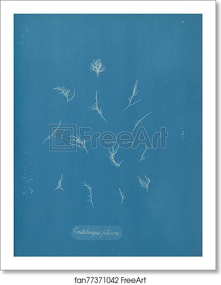 Free art print of Grateloupia filicina by Anna Atkins