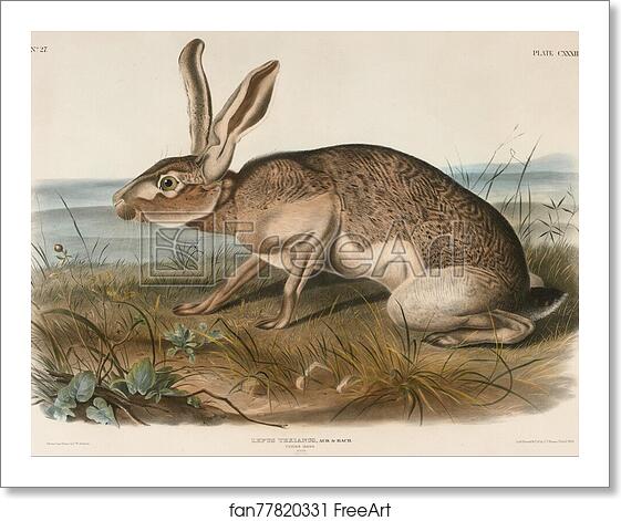 Free art print of Texian Hare (Lepus Texianus) by John Woodhouse Audubon